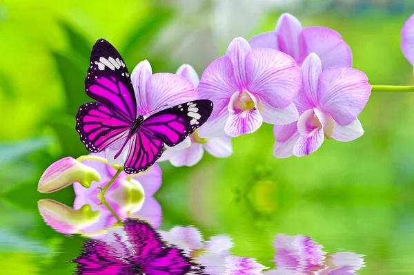 Butterfly on orchids flowers — Stock Photo, Image