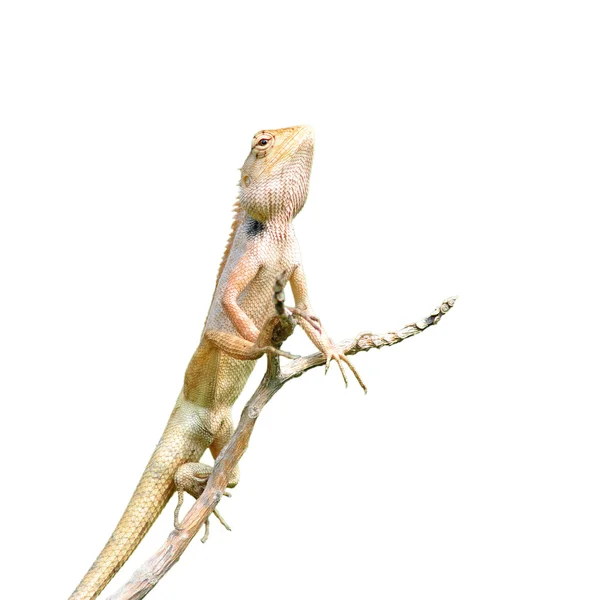 Lizard — Stock Photo, Image