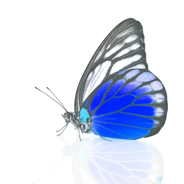 Біло-блакитний метелик — стокове фото