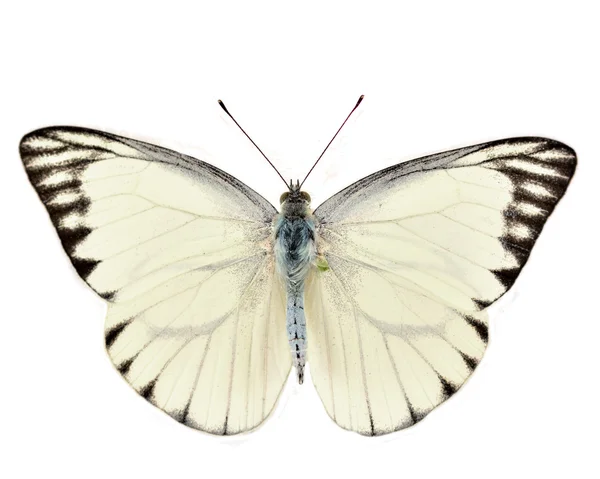 Weißer Schmetterling — Stockfoto