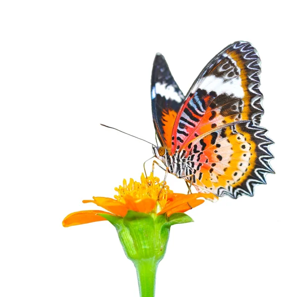 Farfalla primo piano sul fiore — Foto Stock