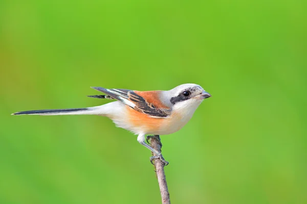 Törnskata fågel — Stockfoto