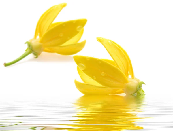 Ylang-ylang blomma — Stockfoto