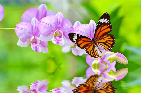 Blüten rosa Orchideen — Stockfoto