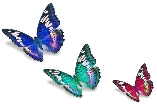 Colorful butterflies — Stock Photo, Image