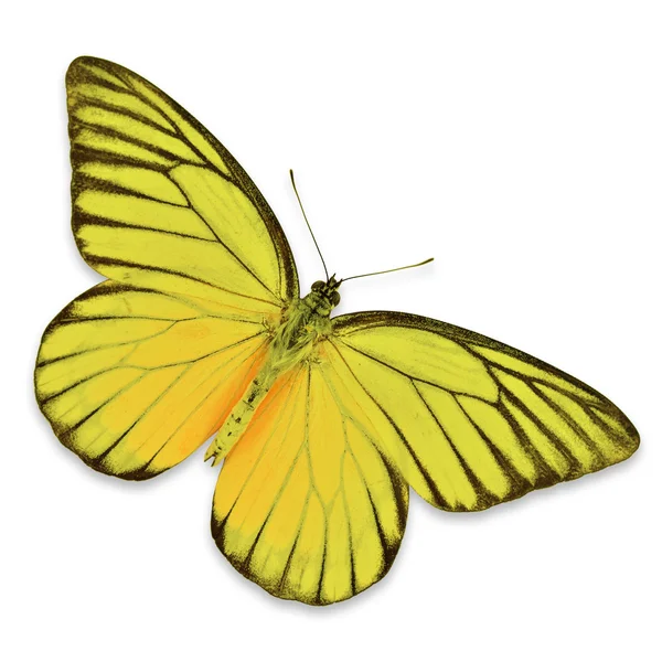 Mariposa amarilla — Foto de Stock