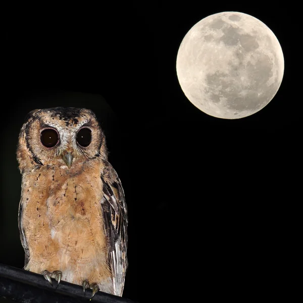 Búho de Scops con cuello — Foto de Stock