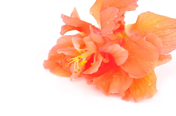 Hibiscus flower — Stock Photo, Image