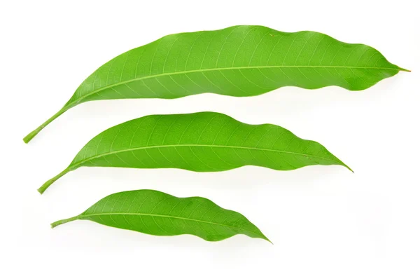 Mango leaves — Stock Photo, Image