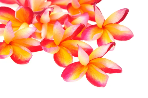 Frangipani isolated — Stock Photo, Image