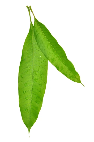 Mango leaves — Stock Photo, Image