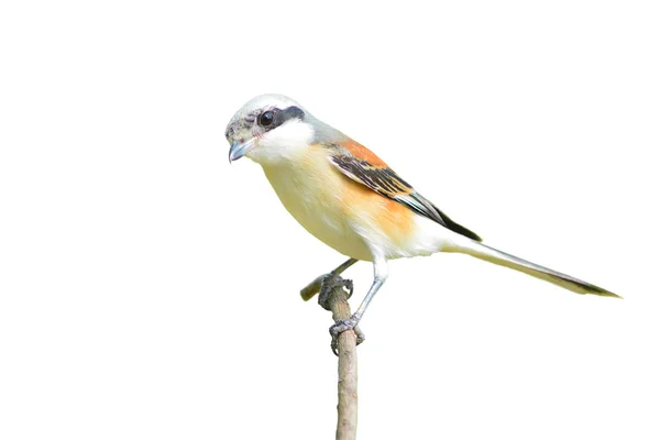 Bay-backed Shrike Bird — Stock Photo, Image