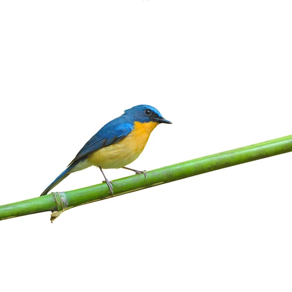 Colina Blue Flycatcher —  Fotos de Stock