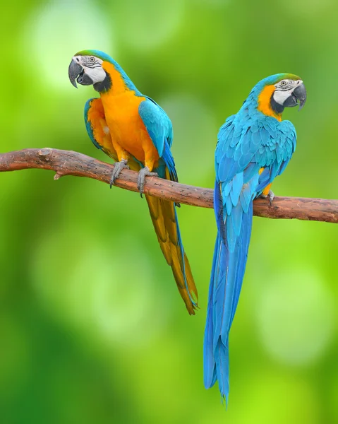 Blue and Gold Macaw — Stock Photo, Image