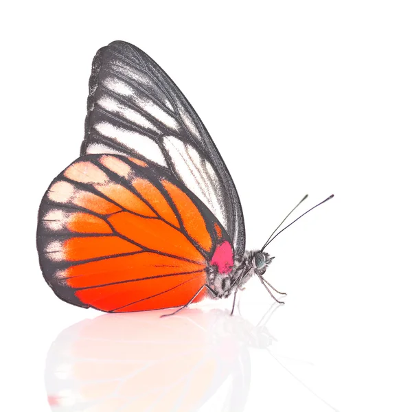Wit en oranje vlinder — Stockfoto