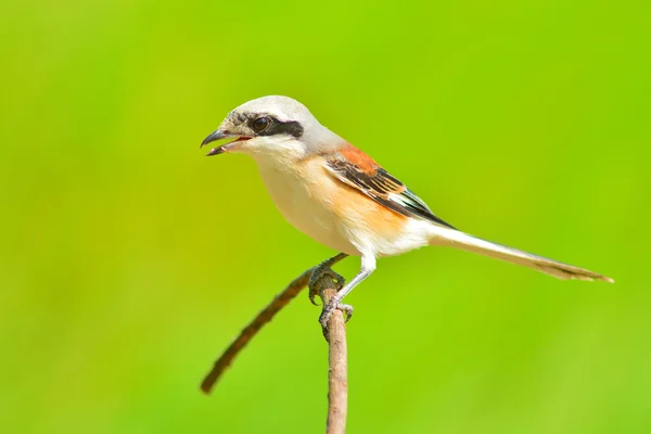 Uccello striato dorso di baia — Foto Stock