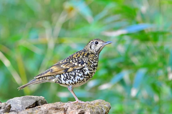 Geschubde lijsters vogel — Stockfoto