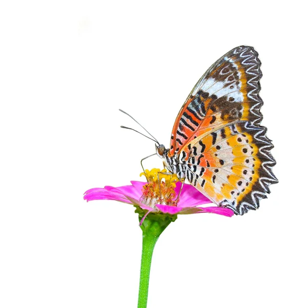 Nahaufnahme Schmetterling auf Blume — Stockfoto