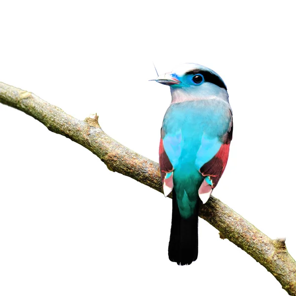 Colorful Bird — Stock Photo, Image