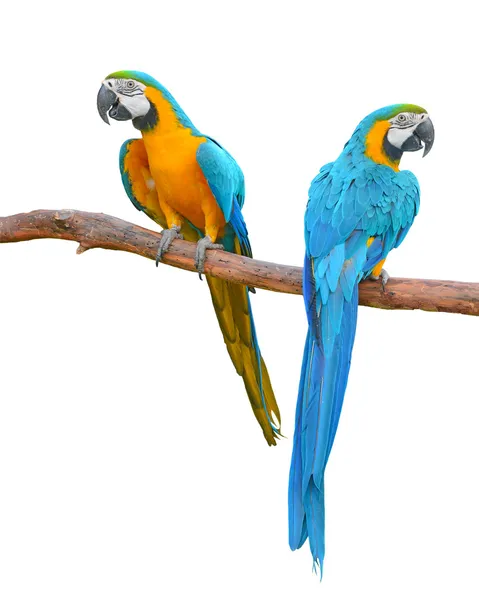 Guacamayo azul y oro — Foto de Stock