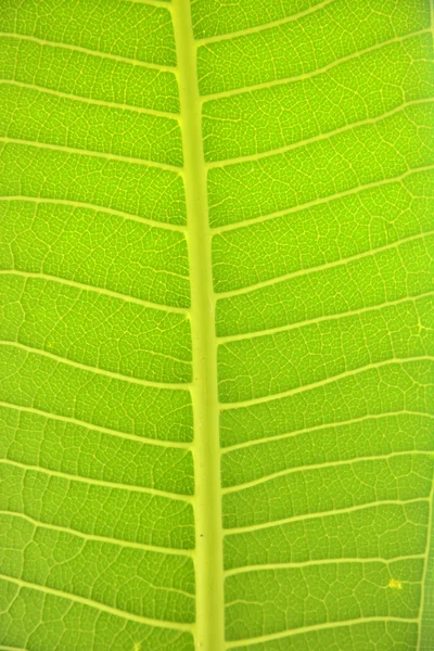 Folha de frangipani — Fotografia de Stock