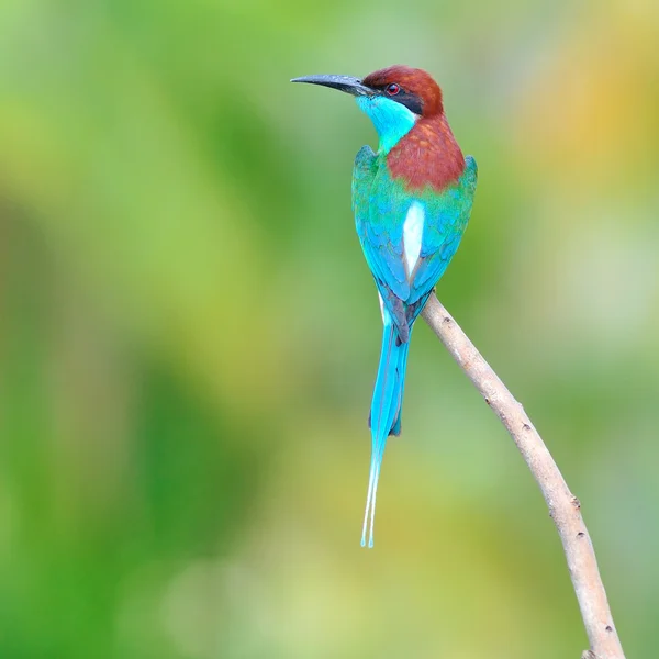 Comedor de abelhas de garganta azul — Fotografia de Stock