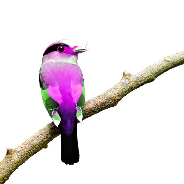Uccello colorato — Foto Stock