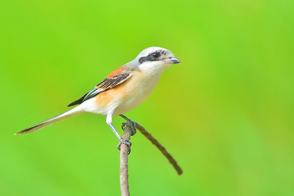 Törnskata fågel — Stockfoto