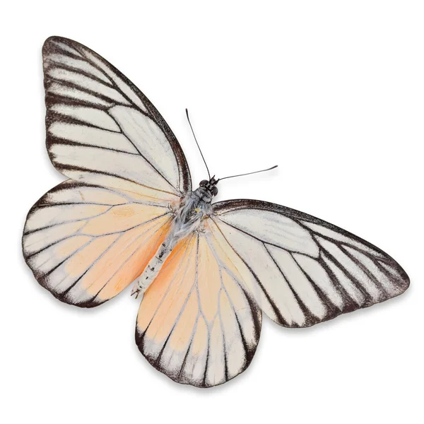 Bílý a žlutý motýl — Stock fotografie