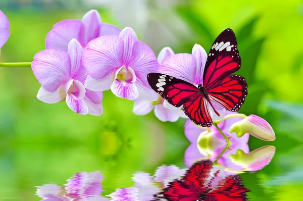 Бабочка на цветах орхидей — стоковое фото