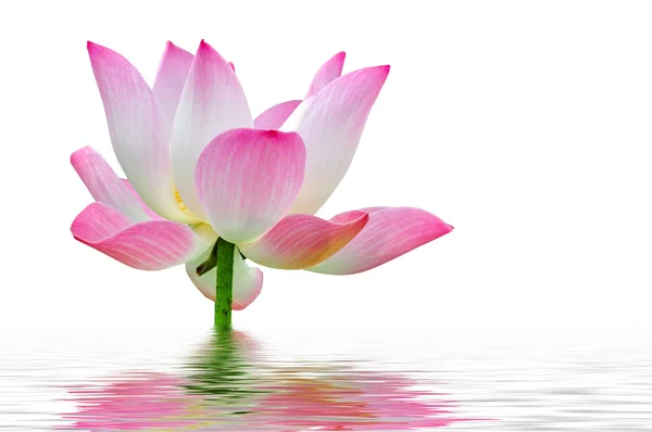 Pink lotus — Stock Photo, Image