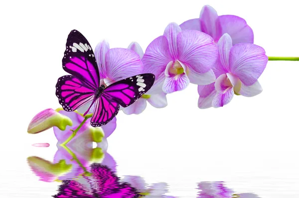 Borboleta em flores de orquídeas — Fotografia de Stock
