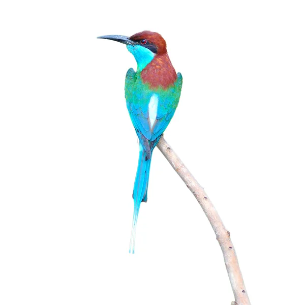 Blue throated Bee eater — Stock Photo, Image