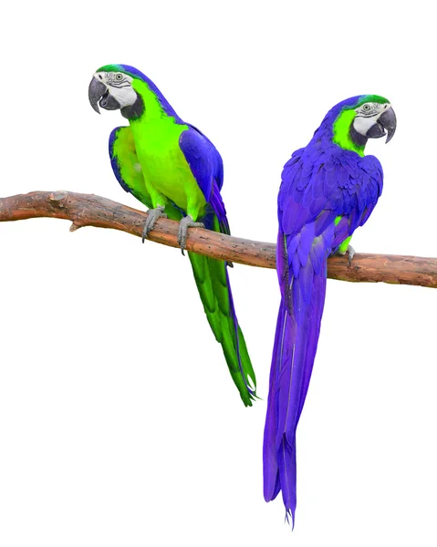 Blue and Green Macaw — Stock Photo, Image