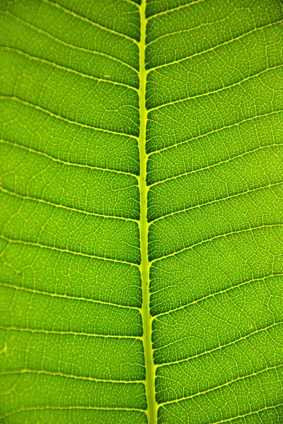 Frangipani yaprak — Stok fotoğraf