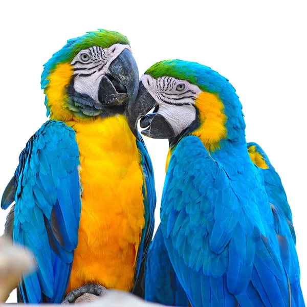 Macaw — Stock Photo, Image