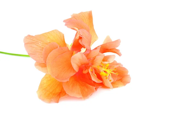 Hibiscus bloem — Stockfoto