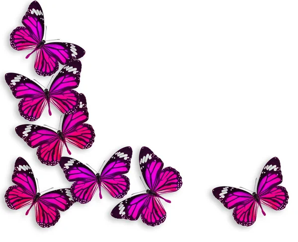 Background butterfly — Stock Photo, Image