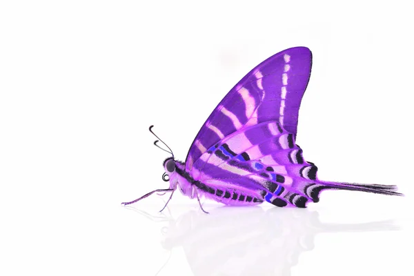 जांभळा फुलपाखरू — स्टॉक फोटो, इमेज