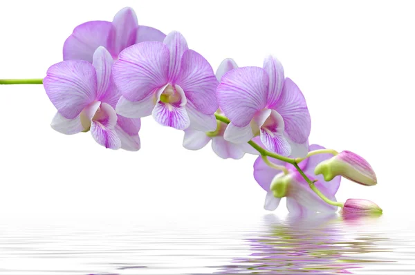 Flowers pink orchids — Stock Photo, Image