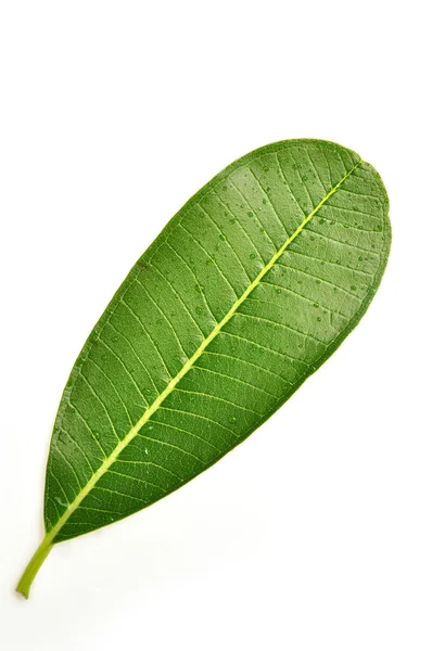 Frangipani-Blatt — Stockfoto