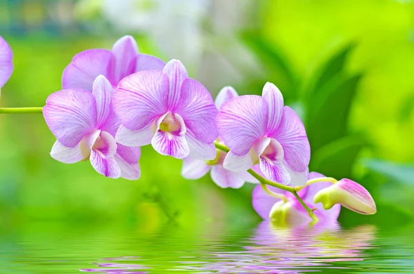 Blommor rosa orkidéer — Stockfoto
