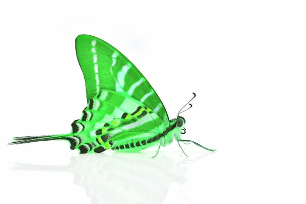 Зеленая бабочка — стоковое фото