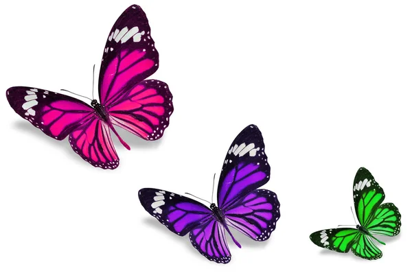 色彩艳丽的蝴蝶 — 图库照片