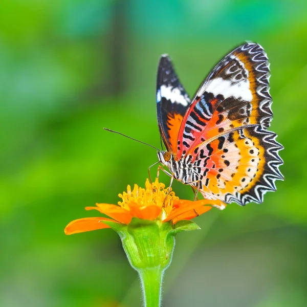 Motyl zbliżenie na kwiat — Zdjęcie stockowe