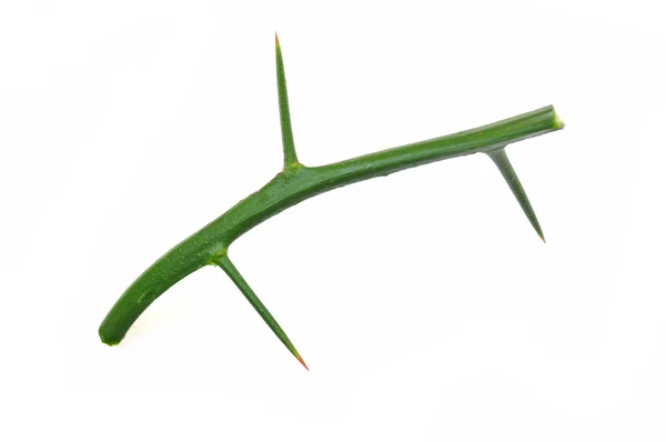 Lime tree thorn. — Stock Photo, Image