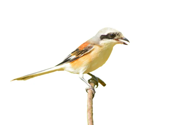 Bay-backed Shrike Bird — Stock Photo, Image