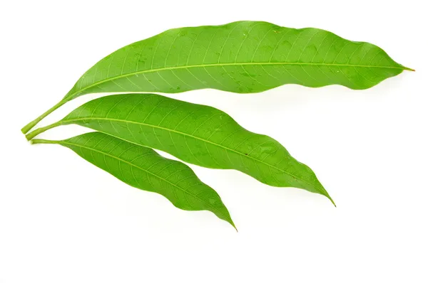 Mango leaves — Stock Photo, Image