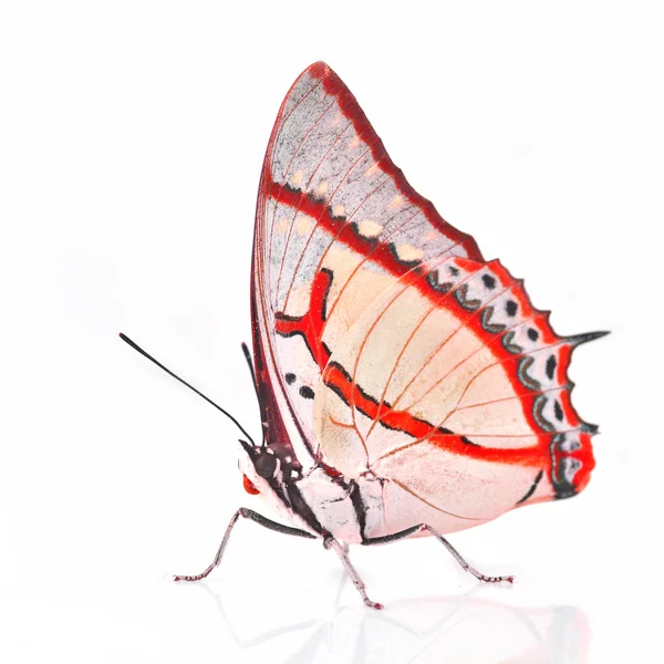 Witte en rode vlinder — Stockfoto