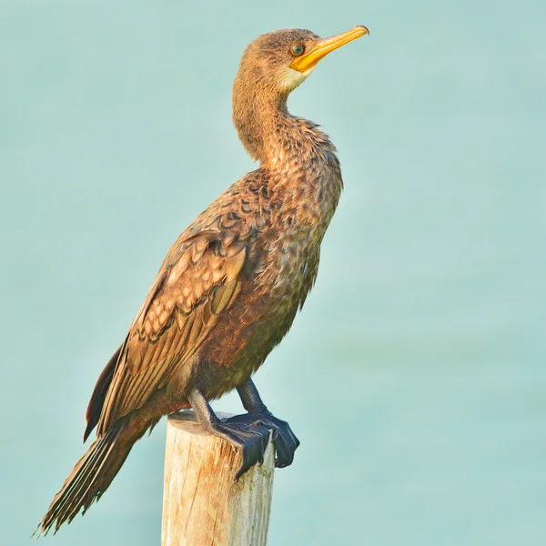 Indiase Aalscholver vogel — Stockfoto